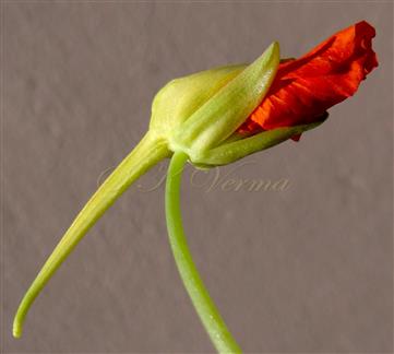  Calyx with 3 post. sepals forming spur